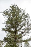 grote dennenboom foto