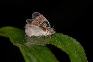 volwassen kleine planthopper foto