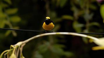 mannelijke purperkeel euphonia foto