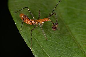 moordenaar bug nimf azen op een mier