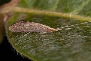 volwassen caddisfly insect