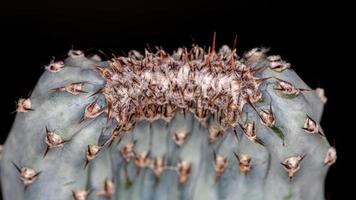 gekweekte kleine cactus