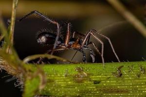 volwassen mannelijke mierenzakspin foto