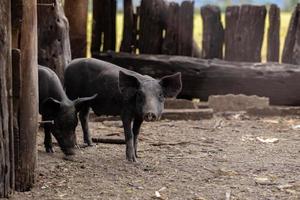 zwart varken gefokt