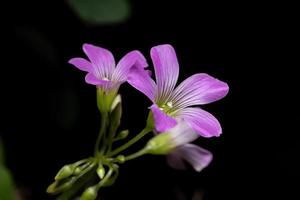 grootbloemige roze zuring foto