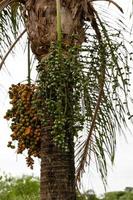 koningin palmboom