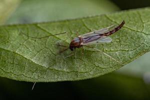 volwassen niet-bijtende mug