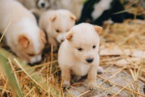 Daar zijn veel puppy's in de Woud foto