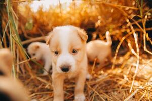 Daar zijn veel puppy's in de Woud foto