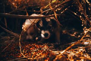 Daar zijn veel puppy's in de Woud foto