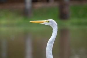 grote zilverreiger dier foto