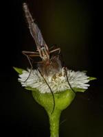 volwassen niet-bijtende mug