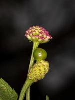 bloem van gewone lantana foto