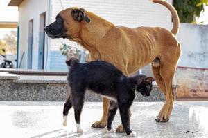 verlaten hond en kat interactie foto