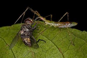 moordenaar bug nimf azen op een volwassen huisvlieg foto