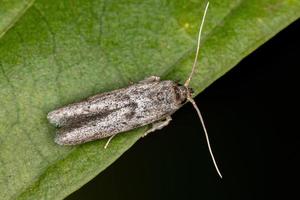 kleine volwassen vlinder foto