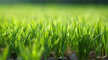 ai gegenereerd jong gras planten groeit in zonlicht foto