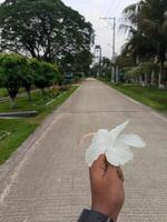 een persoon Holding een wit bloem in voorkant van een weg foto