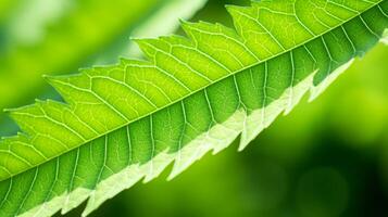 ai gegenereerd zonovergoten groen bladeren onder helder zomer lucht foto