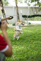 dichtbij omhoog lang staart pluizig vettig vacht corgi gezicht met hond riem rennen , jumping , spelen speelgoed- in hond park foto