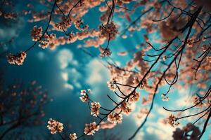 ai gegenereerd kers bloesem in lente Aan blauw lucht achtergrond - wijnoogst effect foto