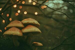 ai gegenereerd champignons in de Woud Bij nacht met bokeh effect foto