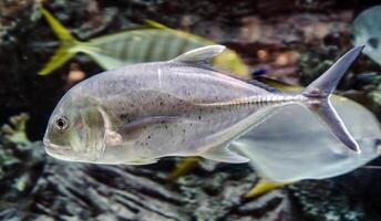 vis zwemmen in een aquarium foto