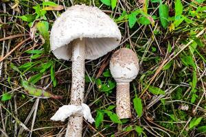 paddestoel macrolepiota procera detailopname. foto