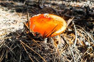 paddestoel giftig amanita muscaria groeit in de herfst Woud. foto