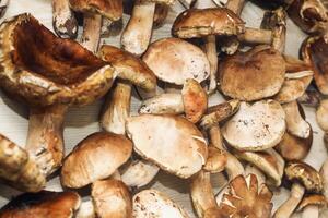 boletus edulis Aan een tafel gemaakt van bruin borden voorbereiding voor aan het eten foto