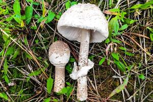 paddestoel macrolepiota procera detailopname. foto