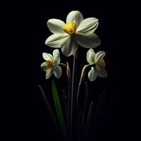 ai gegenereerd narcis geïsoleerd Aan zwart achtergrond. bloemen en planten in de lente. foto