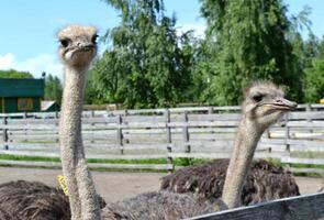 twee groot struisvogels staand De volgende naar elk andere foto