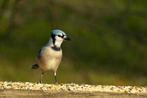 deze mooi blauw gaai vogel is staand Aan de houten traliewerk. de mooi vogel looks Leuk vinden hij is over naar bespringen maar aan het wachten voor de Rechtsaf moment. zijn wit buik staand uit van zijn blauw veren. foto