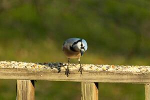 deze mooi blauw gaai vogel is staand Aan de houten traliewerk. de mooi vogel looks Leuk vinden hij is over naar bespringen maar aan het wachten voor de Rechtsaf moment. zijn wit buik staand uit van zijn blauw veren. foto