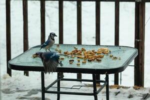 ik liefde de kijken van deze blauw gaaien Aan de tafel voor pinda's. een staand Daar en de andere vliegen. deze mooi vogelstand kwam uit Aan deze besneeuwd dag voor sommige voedsel. foto