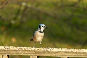 deze mooi blauw gaai vogel is staand Aan de houten traliewerk. de mooi vogel looks Leuk vinden hij is over naar bespringen maar aan het wachten voor de Rechtsaf moment. zijn wit buik staand uit van zijn blauw veren. foto