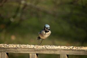 deze mooi blauw gaai vogel is staand Aan de houten traliewerk. de mooi vogel looks Leuk vinden hij is over naar bespringen maar aan het wachten voor de Rechtsaf moment. zijn wit buik staand uit van zijn blauw veren. foto