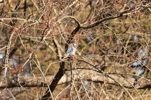 ik liefde de kijken van deze blauw gaai neergestreken in de perzik boom. deze vogel is proberen naar blijven verborgen maar de kleuren van zijn veren en de kaal ledematen zijn maken het moeilijk. foto