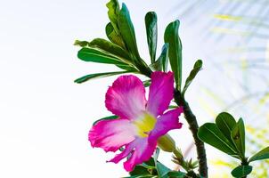 roze woestijn roos of Impala lelie of bespotten azalea bloem foto