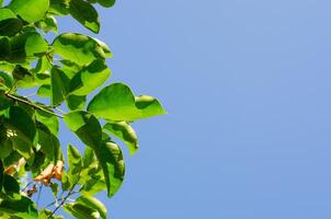 groen bladeren Aan lucht achtergrond foto