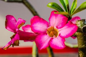 woestijn roze bloem foto