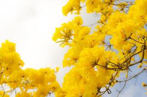 geel tabebuia bloem Aan achtergrond lucht. foto