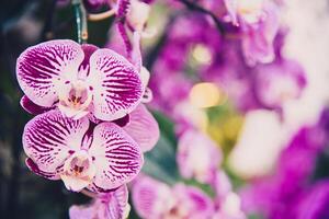 Purper orchidee in de tuin foto