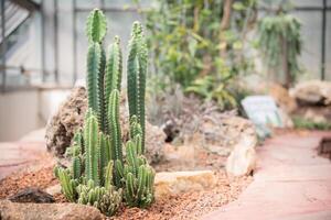 groen cactus tuin foto