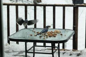 ik liefde de kijken van deze blauw gaaien Aan de tafel voor pinda's. een staand Daar en de andere vliegen. deze mooi vogelstand kwam uit Aan deze besneeuwd dag voor sommige voedsel. foto