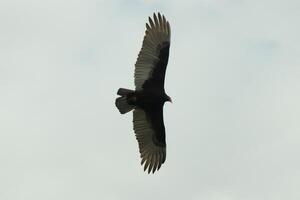 ik liefde de kijken van deze mooi buizerd cirkelen in de lucht. deze is een kalkoen gier. de lang zwart gevederde Vleugels uitgerekt uit naar glijden. de klein rood hoofd geven deze vogel de naam. foto