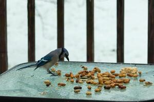 deze mooi blauw gaai kwam naar de glas tafel voor sommige voedsel. de mooi vogel is omringen door pinda's. deze is zo een verkoudheid afgezwakt afbeelding. sneeuw Aan de grond en blauw kleuren allemaal in de omgeving van. foto