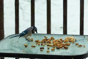 deze mooi blauw gaai kwam naar de glas tafel voor sommige voedsel. de mooi vogel is omringen door pinda's. deze is zo een verkoudheid afgezwakt afbeelding. sneeuw Aan de grond en blauw kleuren allemaal in de omgeving van. foto