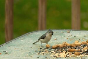 deze schattig weinig getuft mees za Aan de glas tafel van de dek. de klein vogel is zo klein. ik liefde liefde zijn grijs veren en weinig hanenkam. hij is zittend tussen zo veel vogelzaad en pinda's. foto